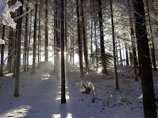winterwald