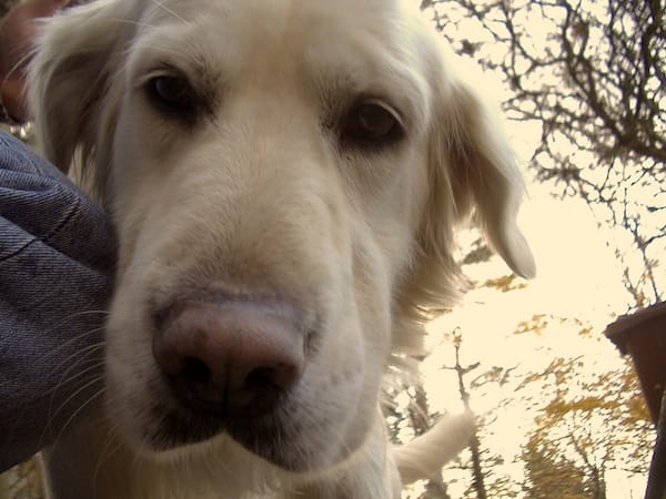 Curious dog