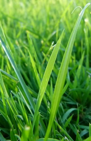 Wiese