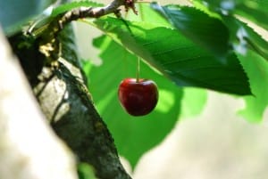 kirschbaum - Früchte, Drucker und das Gesetz der Anziehung