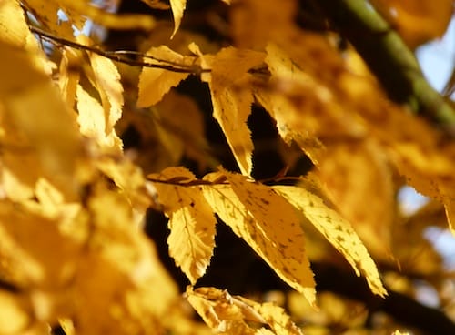 herbst02 Herbst